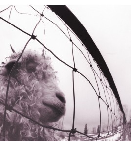 Pearl Jam - Vs (Rem.180Gr.)